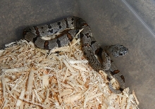 Male Clutch 1