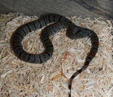 Male Clutch 1 (Sold)