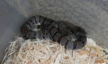 Male Clutch 2