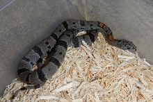 Male Clutch 2 (Sold)