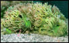 Saltwater - Austin Aquariums