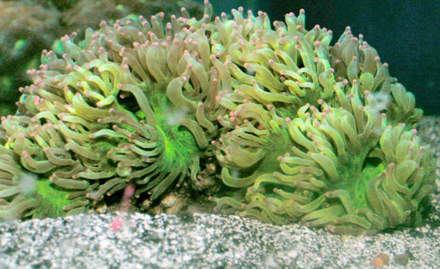 Saltwater - Austin Aquariums