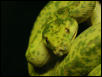 my female Biak