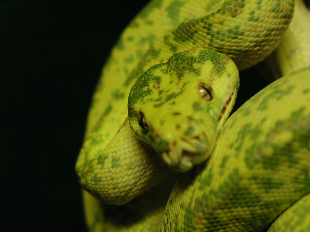 my female Biak