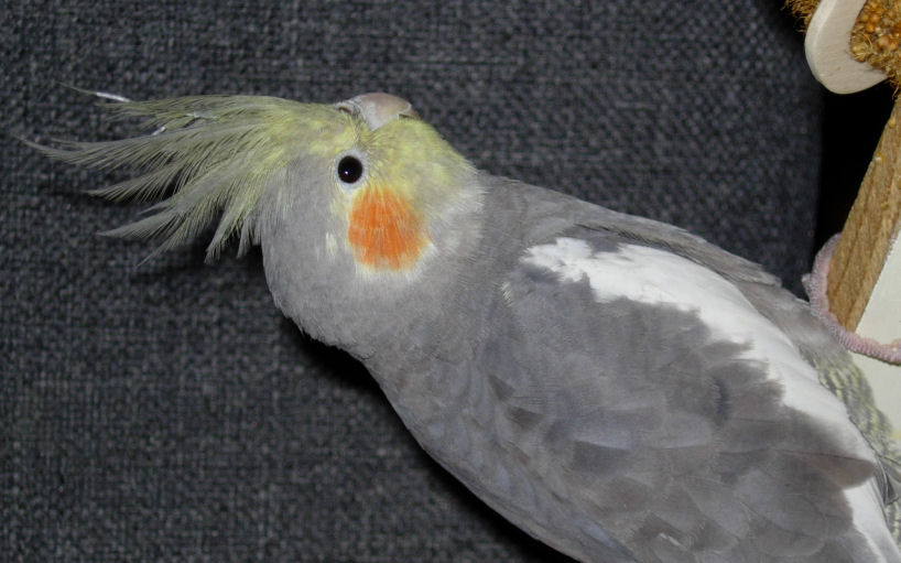 Cotten
