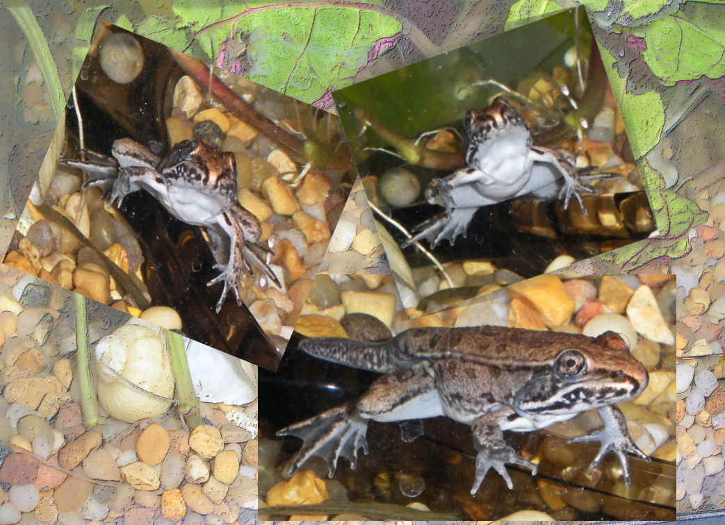 BECOMING FROGS JAN 2010