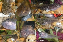TADPOLE COLLAGE