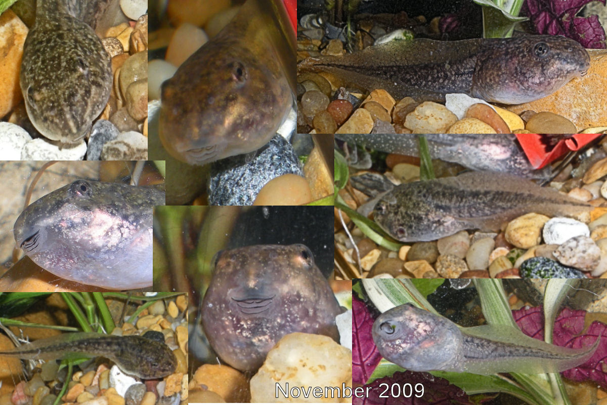 TADPOLE COLLAGE