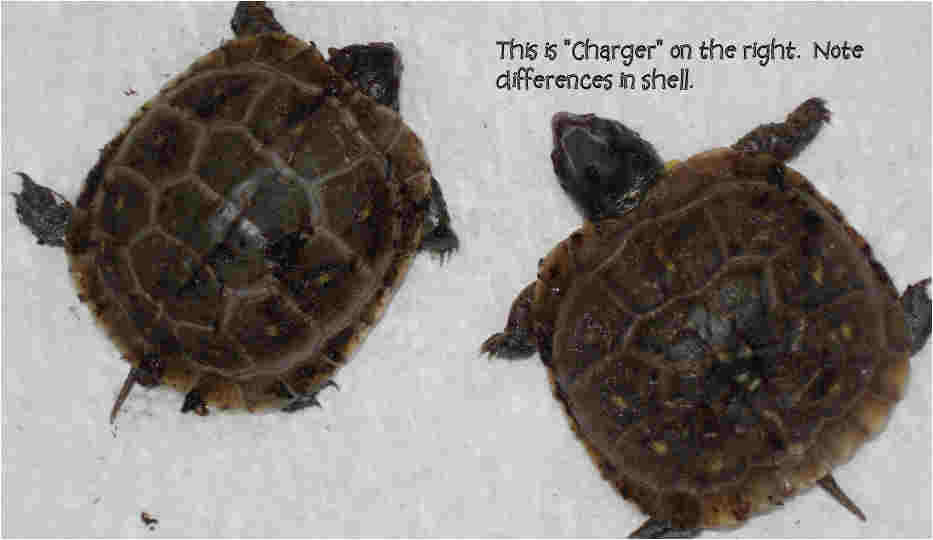 TURBO AND CHARGER