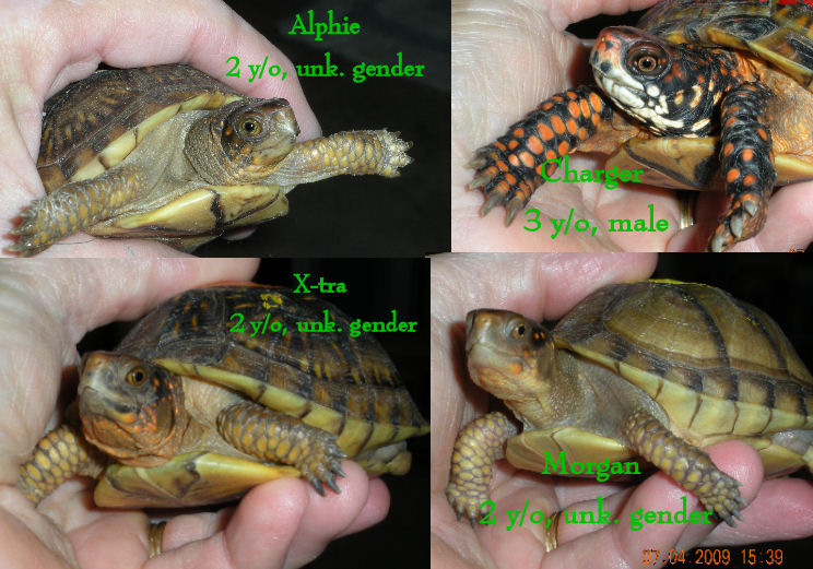 BABY TURTLE COLLAGE
