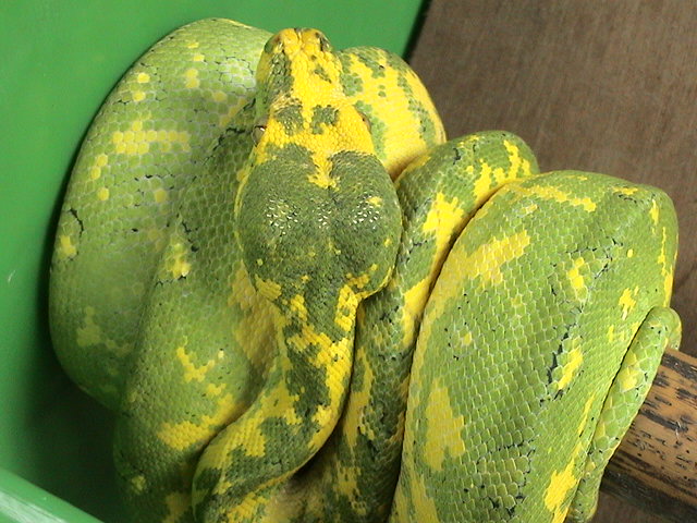 Biak