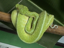 Jaya6