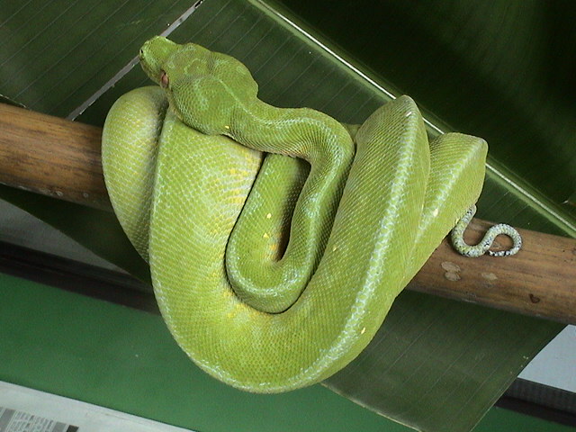 Jaya6
