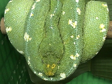 Lereh2