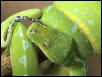 Manak Tail