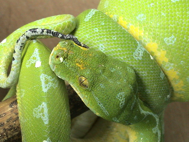 Manak Tail