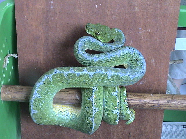 Wamena16