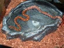 My Brazilian Rainbow Boa