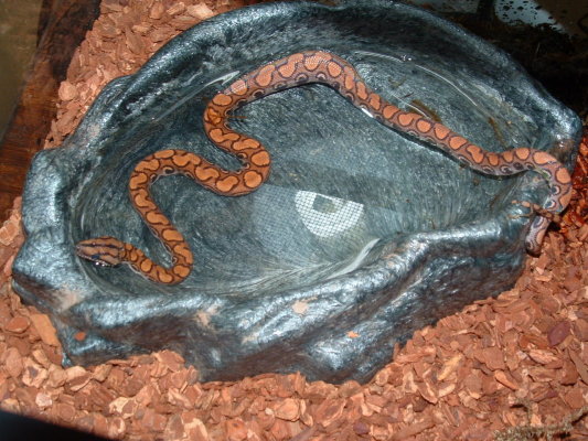 My Brazilian Rainbow Boa
