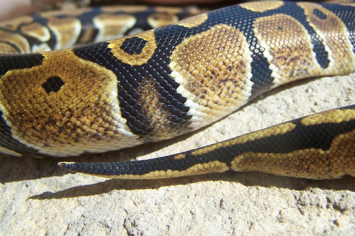 body and tail