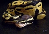 pastel1