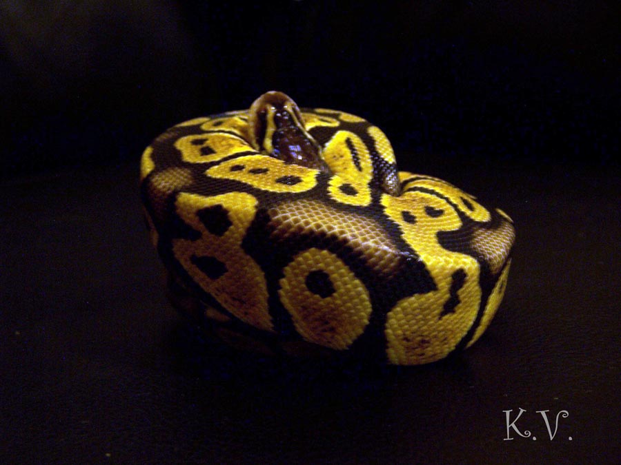 ball python