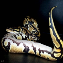 Sillysnake