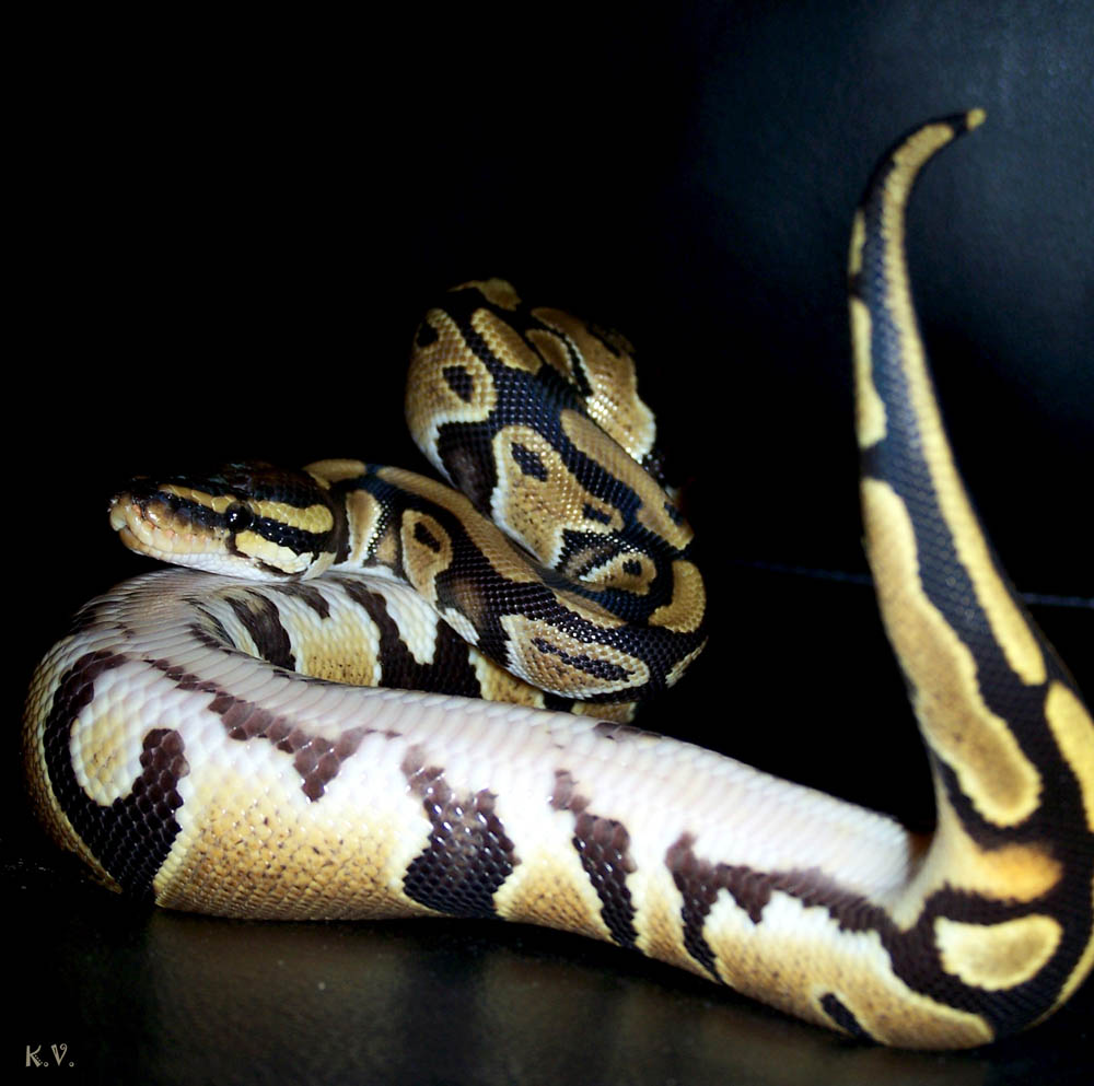 Sillysnake