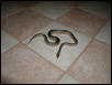 male woma