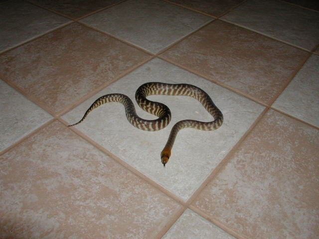 male woma