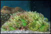 Saltwater - Austin Aquariums