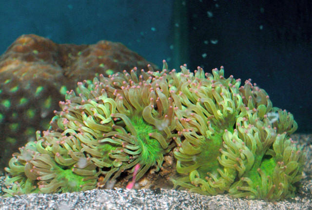 Saltwater - Austin Aquariums
