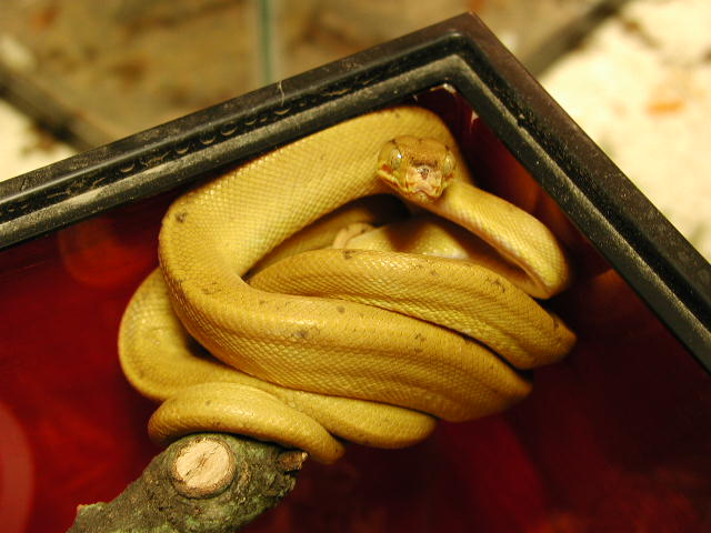 mostly yellow female amazon