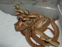 another shot of the babies :)