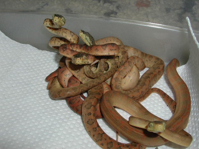 another shot of the babies :)