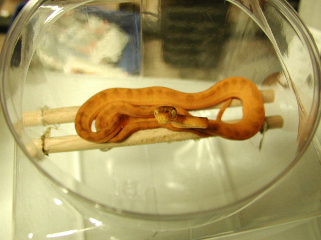 baby male amazon