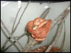 female red amazon
