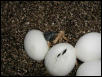 graybands hatching out August 23,2002