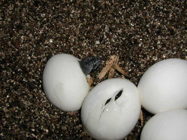 graybands hatching out August 23,2002