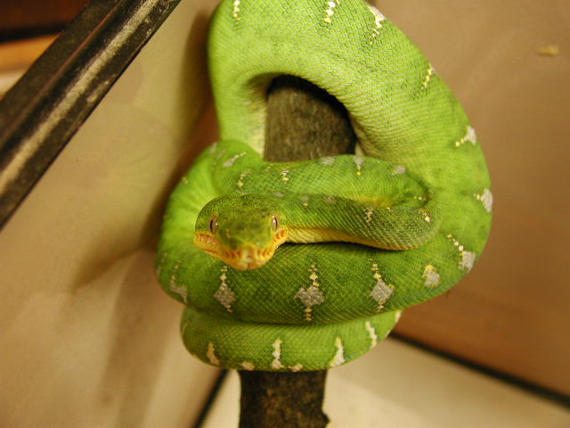 my male emerald