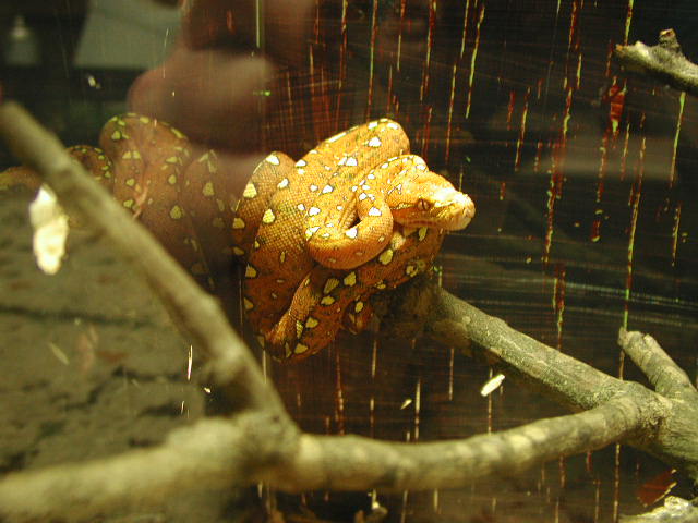 red female gtp