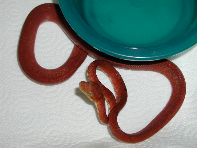 red amazon