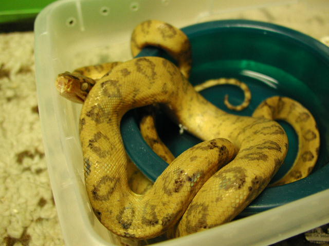 another of my female amazons