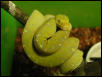 another of my female gtp