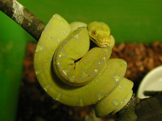 another of my female gtp
