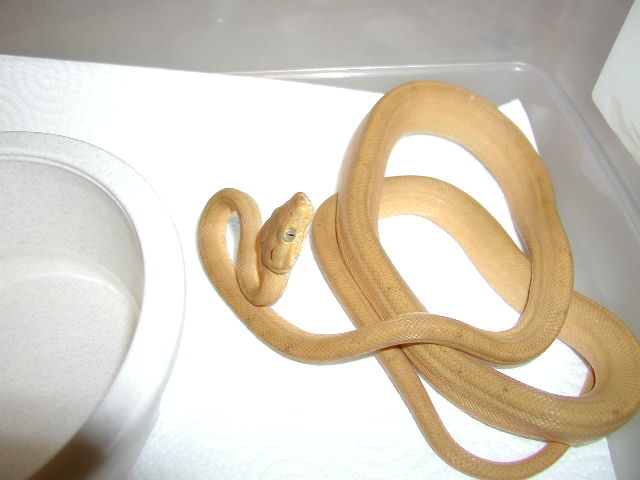 yellow amazon