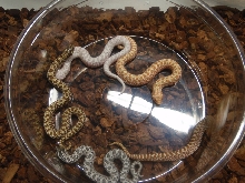 Hognose Mix