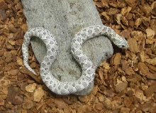 Axanthic Poss Het Snow