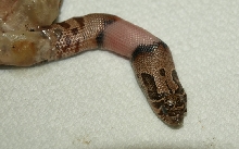 Pied Hognose1