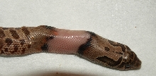 Pied Hognose2